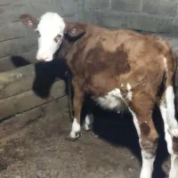 گوساله سیمینتال|حیوانات مزرعه|انزل, |دیوار