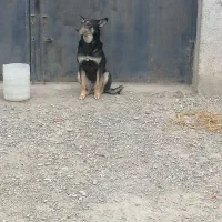 سگ گرگی|سگ|شاندیز, |دیوار