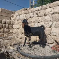 دو عدد تیر بز