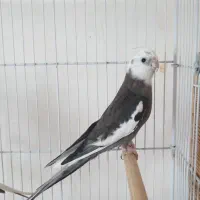 عروس هلندی نر