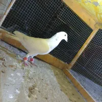 کفتر|پرنده|کاشمر, |دیوار