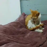 پیدا شده|حیوانات|کیش, |دیوار