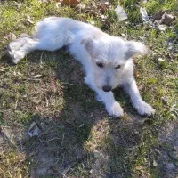 بوبی تربیت شده