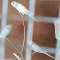 مرغ عشق|پرنده|بافت, |دیوار