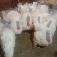 بقلمون گوشتی