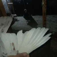 دوعددکبوترکله سرخ|پرنده|مشهد, مشکینی (شهرک غرب)|دیوار