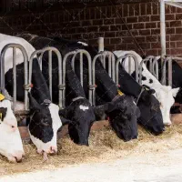 نیازمند کارگر گاوداری ،حقوق خوب وسکونت رایگان