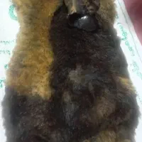 روغن  بز|خوردنی و آشامیدنی|دزفول, |دیوار