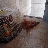 دو عدد مرغ به فروش میرسد|پرنده|شیراز, تحویلی|دیوار