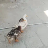 یک جفت اردک