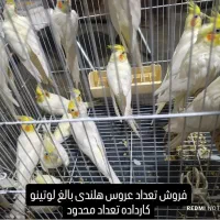 فروش تعدادی عروس هلندی بالغ