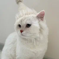 واگذاری گربه نژاد دار عقیم شده