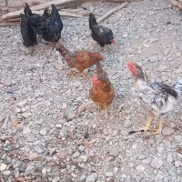 مرغ وخروس