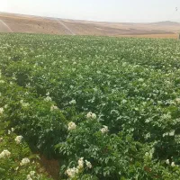 سیب زمینی اگریا