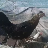 تخم مرغ نطفه دار گلین لری