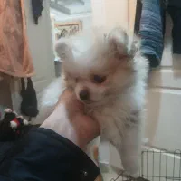 توله سگ پامر|سگ|تهران, کرمان|دیوار