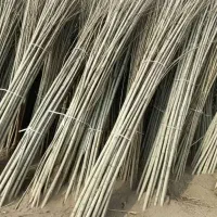 توزیع نهال بصورت انبوه (صنوبر) مهندس داداشی