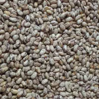 لوبیا ‌|عمده‌فروشی|دالخانی, |دیوار