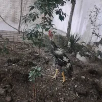 مرغ و خروس لاری