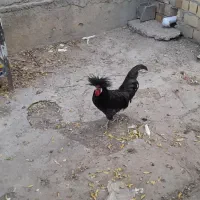 مرغ خروس|حیوانات مزرعه|رامیان, |دیوار