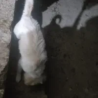 سگگ