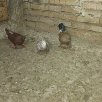 سلام سه عدد کبوتر رنگی دوتا نر یک ماده دم قهویی