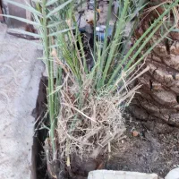 جنگدرخت..نر..تعداد3عدد