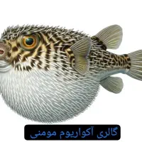 گالری آکواریوم مومنی آروانا سیلور