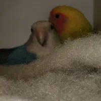 طوطی کوتوله