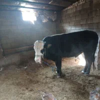 فروش گاو|حیوانات مزرعه|کوهدشت, |دیوار