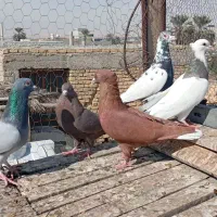 کبوتر|پرنده|جهرم, |دیوار