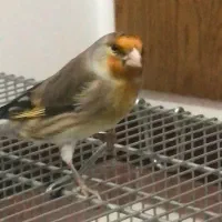 سهره قناری دهن ایوب رحمتی