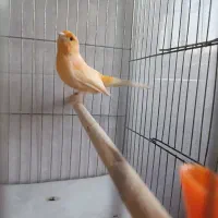 قناری نر موزاییکی|پرنده|لاهیجان, گلستان|دیوار