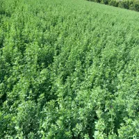 یونجه پرس شده کیفیت بالابدون علف