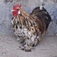 خروس