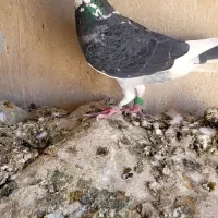 کفتر بوم معاوضه دارم با قناری یا سهره قناری|پرنده|مشهد, موعود|دیوار
