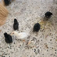 جوجه|حیوانات مزرعه|قرچک, پویینک|دیوار