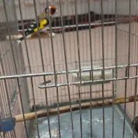 اهواز کوی علوی گلدشت خیابان ارغوان ۱۲