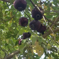 باغبانی وتمیز کاری باغات|خدمات باغبانی و درختکاری|یزد, |دیوار