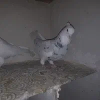 کبوترطوقی|پرنده|شهریار, شهرک بهاران (ویره)|دیوار