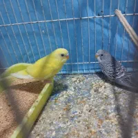 مرغ عشق|پرنده|شیروان (خراسان), |دیوار