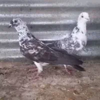 کفتر پرشی|پرنده|حمیدیا, |دیوار