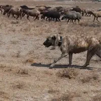 سگ ماده جهت فروش پدر  ومادر افغان و سراب