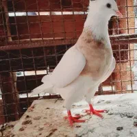 طوقی|پرنده|عنبرآباد, |دیوار