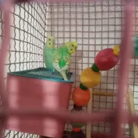 ماکت مرغ عشق