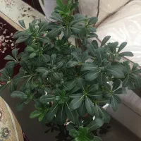 میخک هندی|گل و گیاه طبیعی|مشهد, حجاب (شهرک غرب)|دیوار
