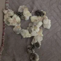 پیش فروش جوجه بلدرچین مینیاتوری