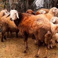 گوسفند نر تخمی جنس دار