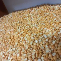 لوبیا چیتی ایرانی و حبوبات|عمدهفروشی|قم, هفت تیر|دیوار