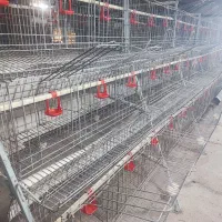 قفس مرغ تخمگذار|فروشگاه و مغازه|قم, نوبهار|دیوار